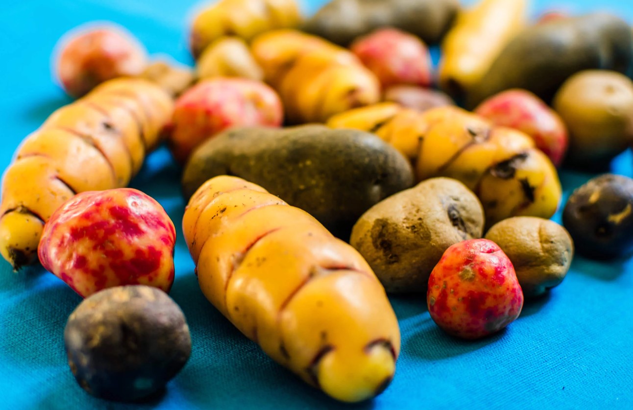 oca