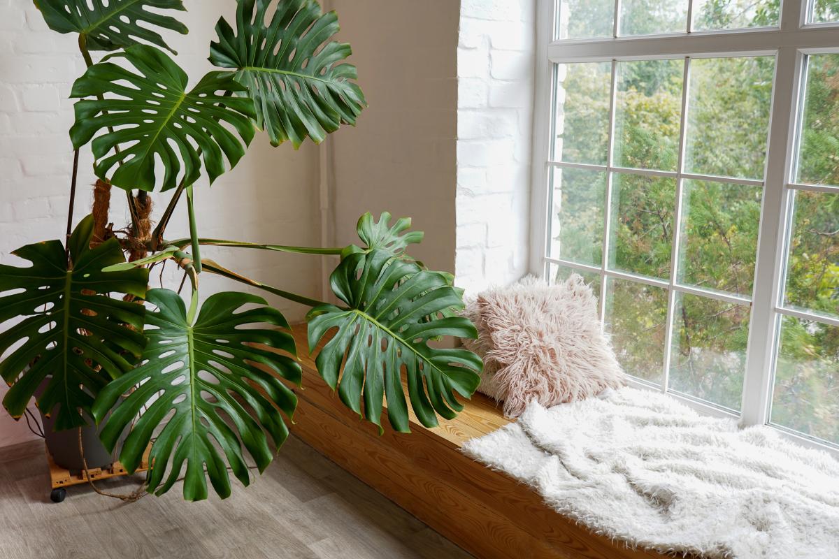 plantas de interior